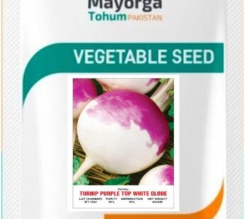 TURNIP PURPLE TOP WHITE GLOBE