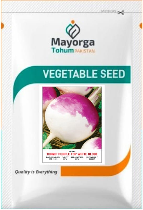 TURNIP PURPLE TOP WHITE GLOBE