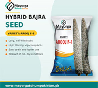 Hybrid Bajra Seeds