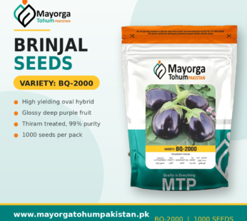 Brinjal Seeds