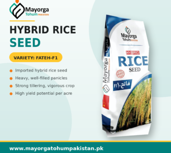 Hybrid Rice Seeds