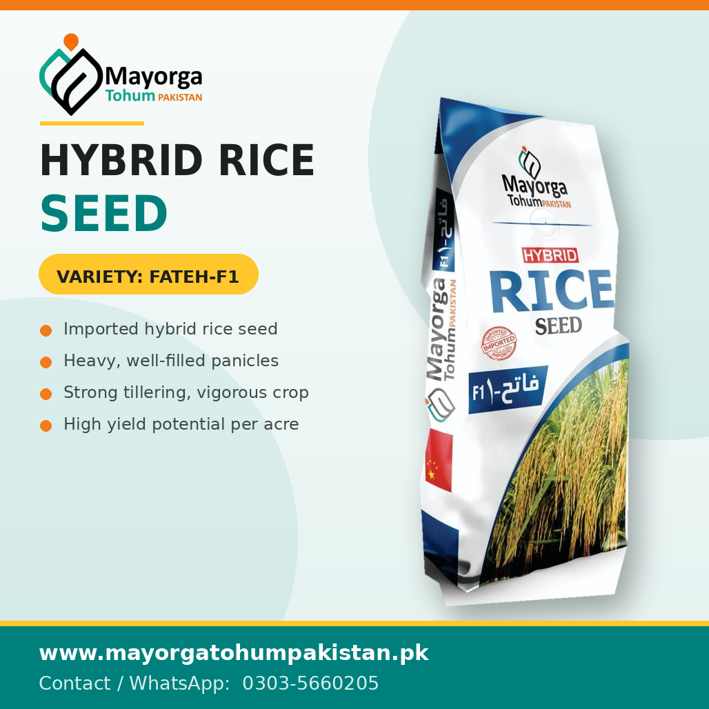 Hybrid Rice Seeds