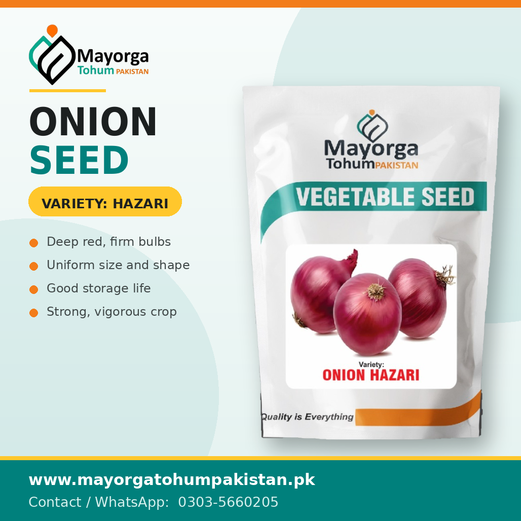 Onion Seed