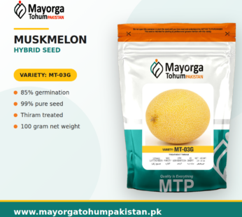 Musk Melon Hybrid Seeds