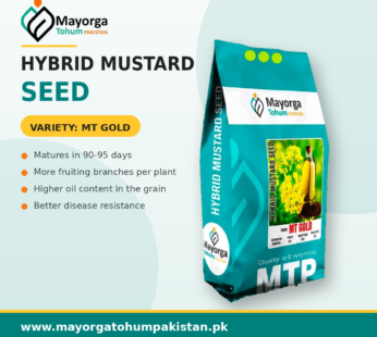 Hybrid Mustard Seeds