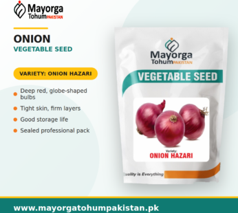 Onion Vegetable Seeds