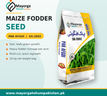 Maize Fodder Seeds