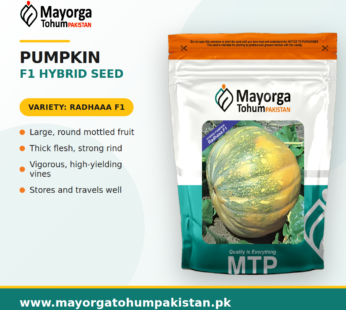 Pumkin F1 Hybrid Seeds