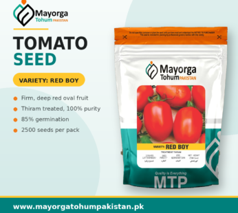 Tomato Seeds