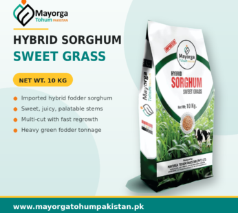 Hybrid Sorghum Sweet Grass